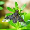 Hemipenthes morio